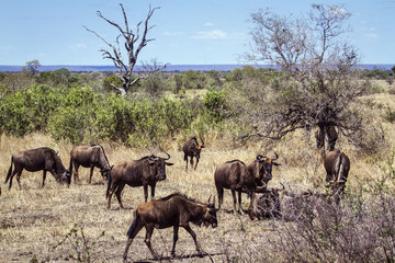 Naklejka na ściany i meble Blue wildebeest in Kruger National park