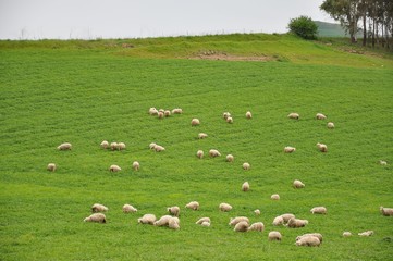 Fototapeta premium Sheep from Sardinia