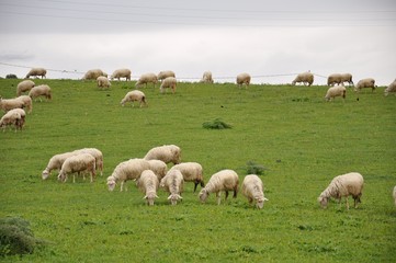 Fototapeta na wymiar Sheep from Sardinia