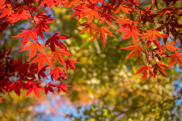 Maple tree in autumn