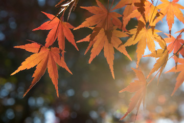 Maple tree in autumn