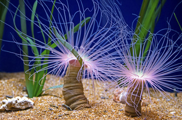 Anemonia sulcata from Mediterranean sea. Aquarium of Valencia, Spain © devnenski
