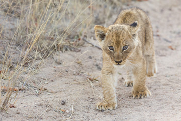 Small lion cub walking along dirt road with grass