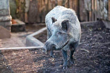 Wildsau Silber 