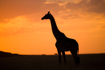 Giraffe at sunset in the savannah. Kenya. Tanzania. East Africa. An excellent illustration.