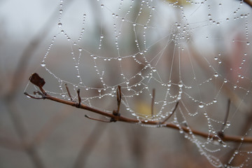 Rain drops on spider web