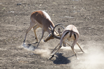 Two impala male fight on dusty and dry sand