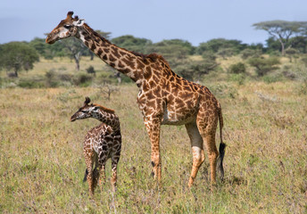 Naklejka na ściany i meble Female giraffe with a baby in the savannah. Kenya. Tanzania. East Africa. An excellent illustration.
