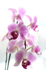 Naklejka na ściany i meble Orchid on White