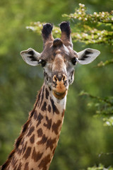 Portrait of a giraffe. Kenya. Tanzania. East Africa. An excellent illustration.