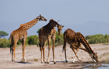 Group of giraffes at the watering. Kenya. Tanzania. East Africa. An excellent illustration.