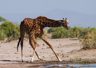 Fototapeta na wymiar Giraffe at the watering. Kenya. Tanzania. East Africa. An excellent illustration.