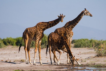 Group of giraffes at the watering. Kenya. Tanzania. East Africa. An excellent illustration.