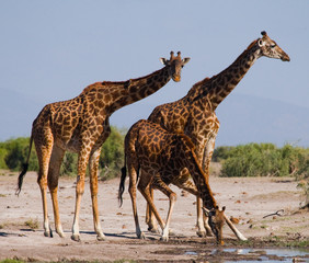 Group of giraffes at the watering. Kenya. Tanzania. East Africa. An excellent illustration.