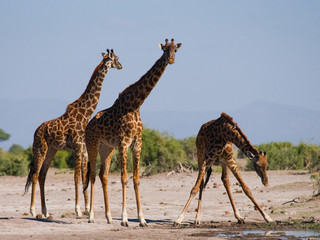 Group of giraffes at the watering. Kenya. Tanzania. East Africa. An excellent illustration.