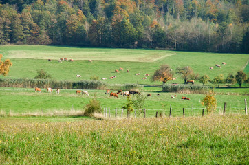 Fototapeta na wymiar rural scenery with cattle