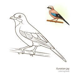 Eurasian jay bird coloring book vector