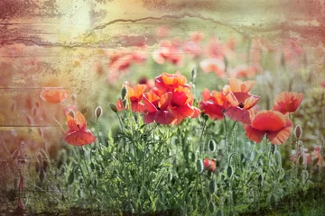 Poster de jardin Coquelicots Red poppy flowers