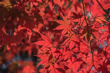 Maple tree in autumn