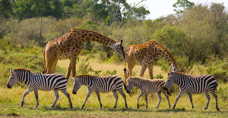 Fototapety  Dwie żyrafy na sawannie z zebrami. Kenia. Tanzania. Wschodnia Afryka. Doskonała ilustracja.