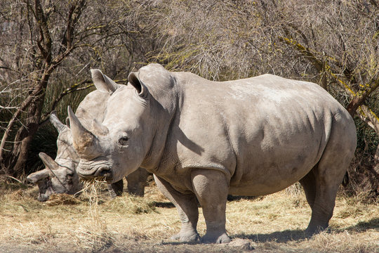 White Rhinoceros eating