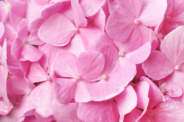 Close up of pink hydrangea flower for background