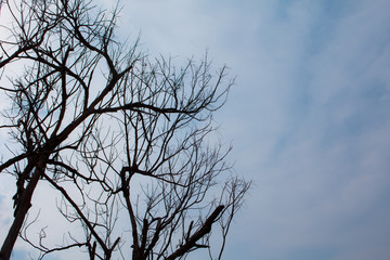 Dead tree and sky background
