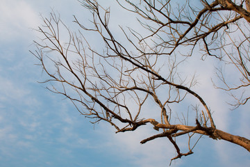 Dead tree and sky background