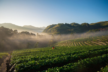 Obraz premium Strawberry garden