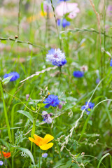 meadow with  wildflowers