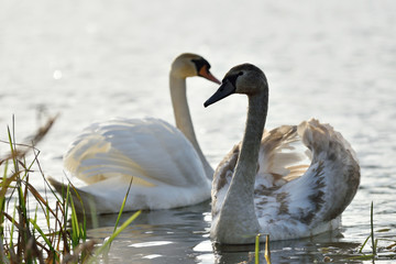 Young swans
