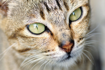 Naklejka na ściany i meble Close up of cat eyes