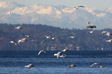 Fototapeta na wymiar Gulls over Puget Sound
