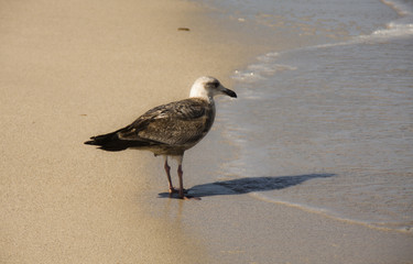 Seagull
