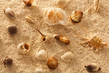 Various shells in sand