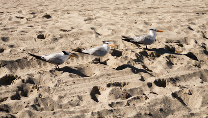 Fototapeta premium Seagull