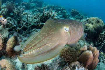 Obraz premium Broadclub Cuttlefish Swimming Over Reef