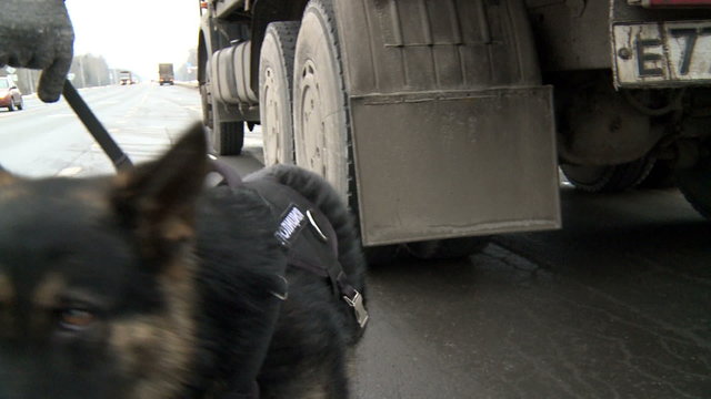 A policeman with a dog conduct a physical inspection of trucks.Service dogs. On the border.