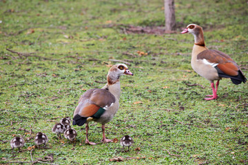 Ducks and ducklings in a park