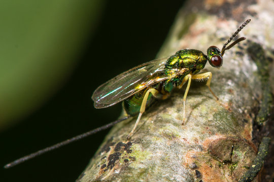 Chalcid wasp (Torymus species) with ovipositor showing. A parasitoid of Andricus kollari, in family Torymidae and causes the formation of marble galls on oak trees.  3mm length
