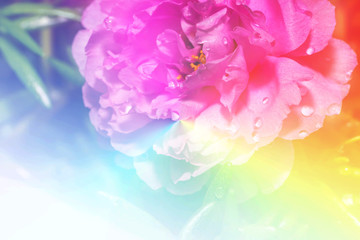 Fototapeta na wymiar portulaca flower on colorful filter