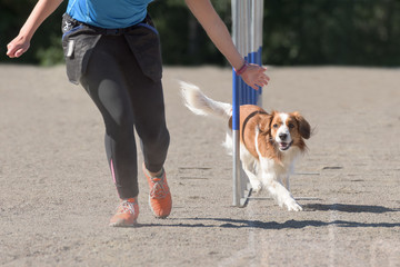 Kooikerhondje in agility slalom