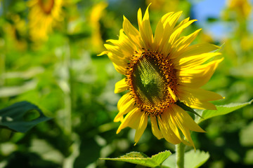 Close-up of sun flower