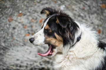 Hirtenhund Border Collie