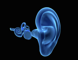 3D human ear anatomy - 99544344