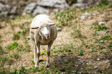 Schaf in den schweizer Alpen