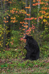 Adult Female Black Bear (Ursus americanus) Grabs at Branch