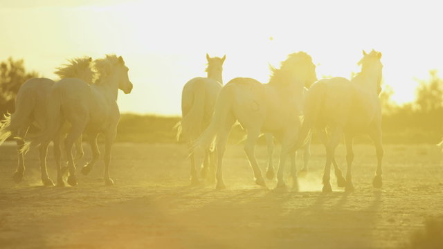 Cowboy France Camargue animal horses herd sun flare