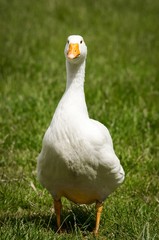 Eine Gans blickt neugierig in die Kamera auf einer Wiese