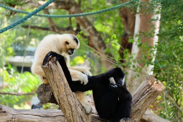 Obraz premium Pileated gibbon in the zoo